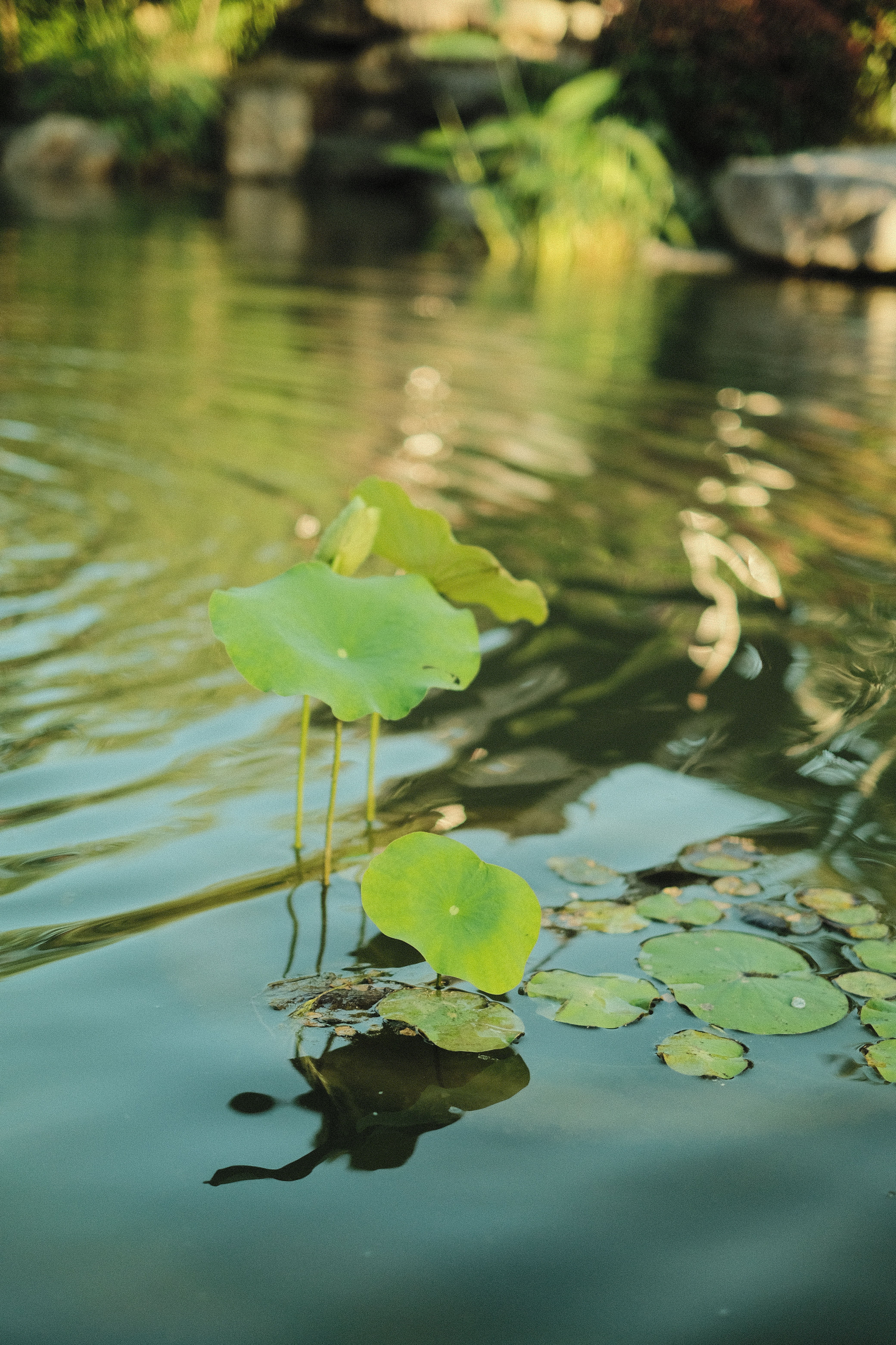 By Farid Al Faruq, 20MBBS